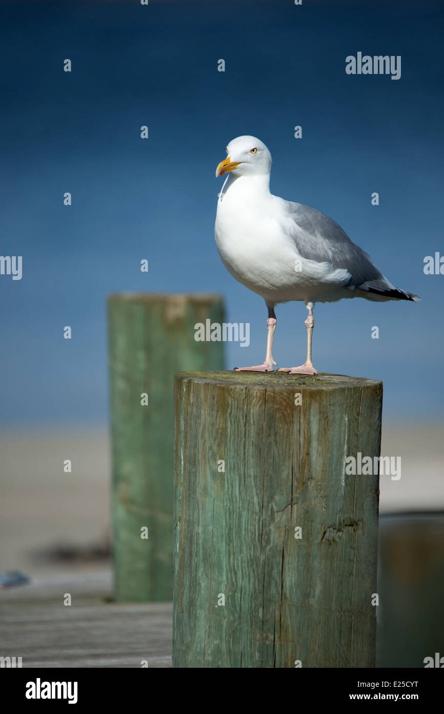 European herring gull Stock Photo