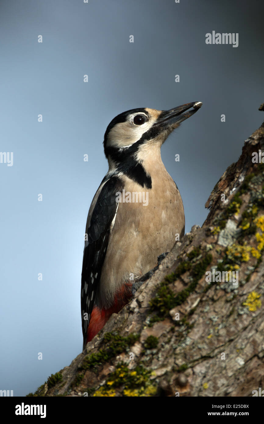 A female Great Spotted Woodpecker Stock Photo
