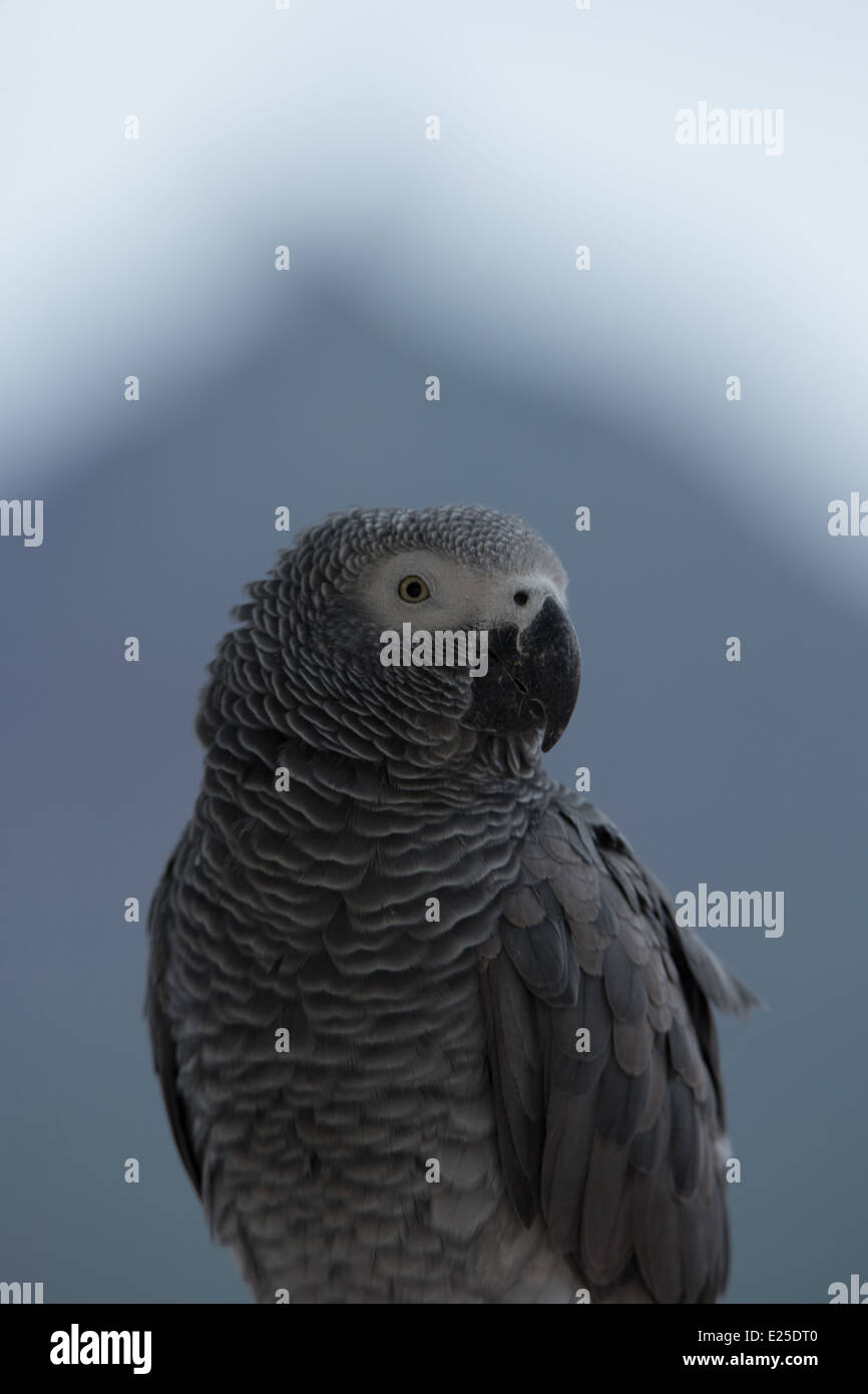 A Grey parrot Stock Photo
