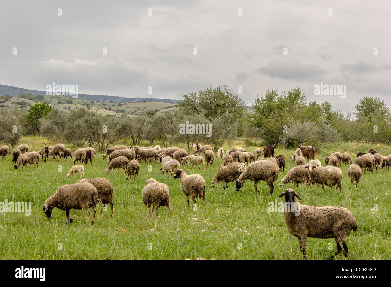 Nice animals hi-res stock photography and images - Alamy