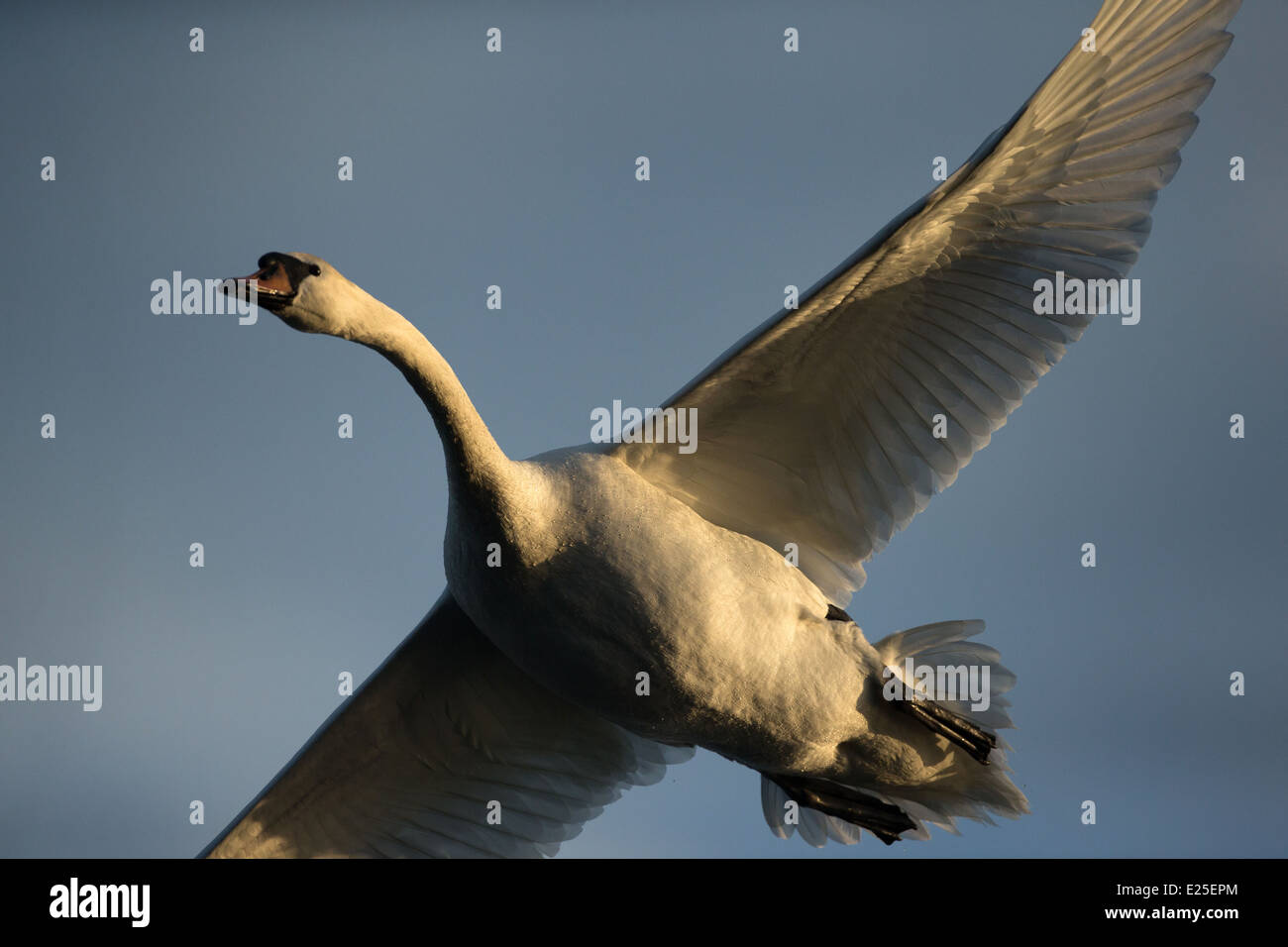 A flying Mute Swan Stock Photo