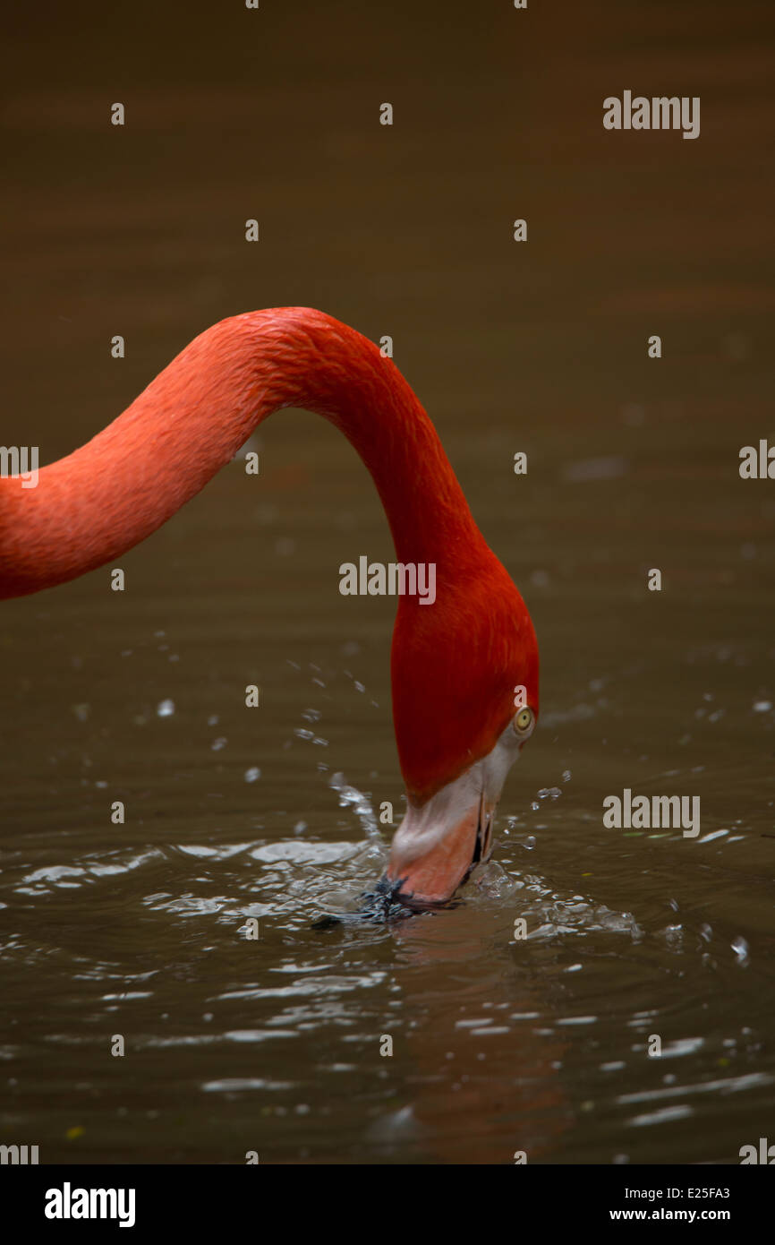 A Flamingo feeding Stock Photo
