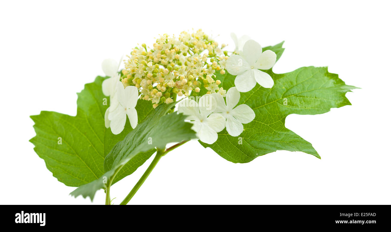 guelder rose flowers isolated on white Stock Photo