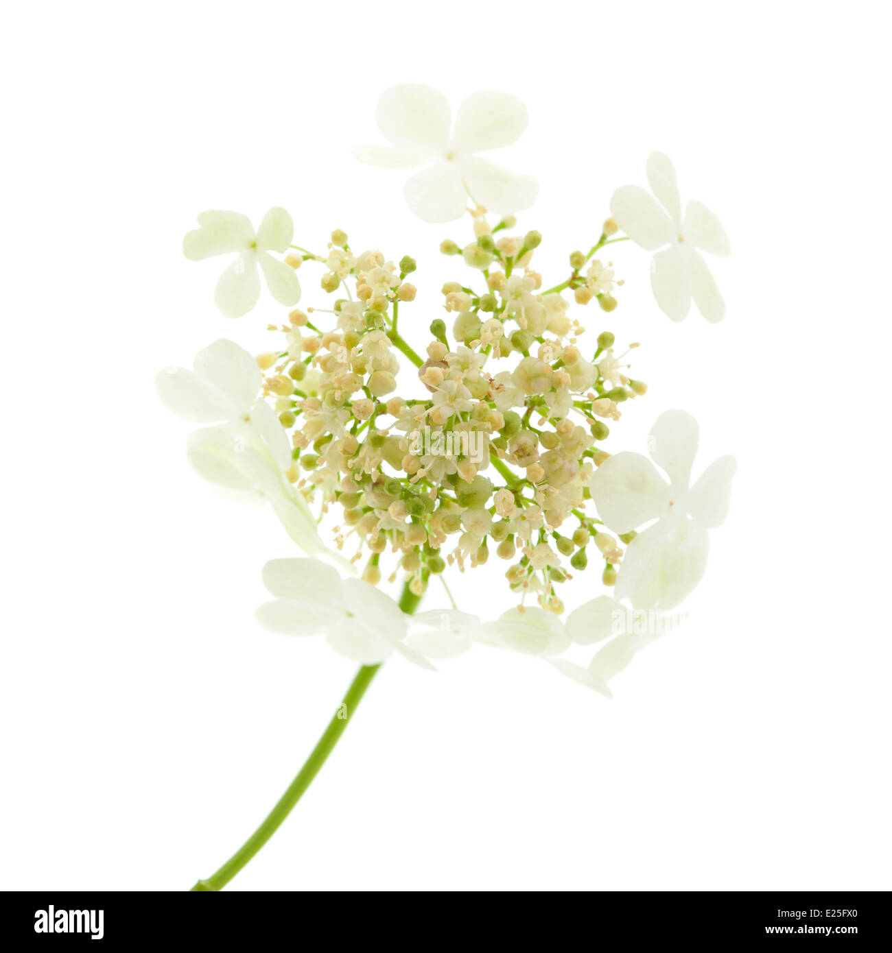 guelder rose flowers isolated on white Stock Photo