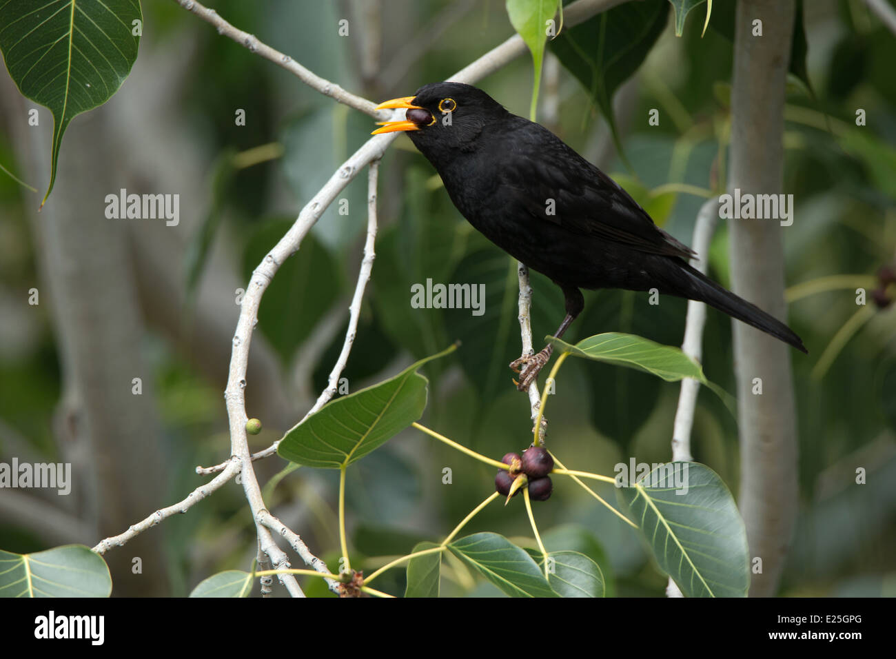 A male Blackbird eating cherries Stock Photo