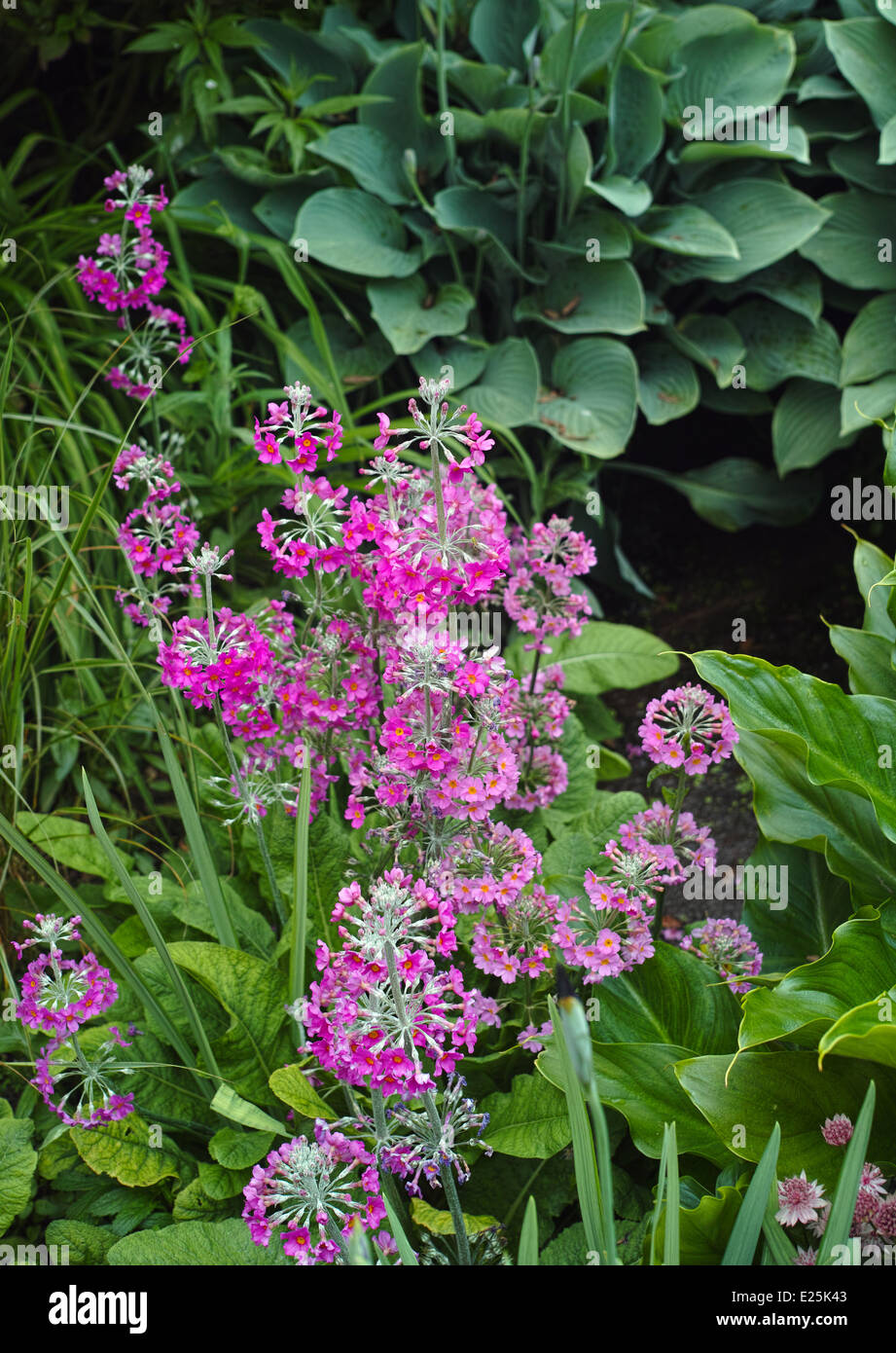 Candelabra primulas primula hires stock photography and images Alamy
