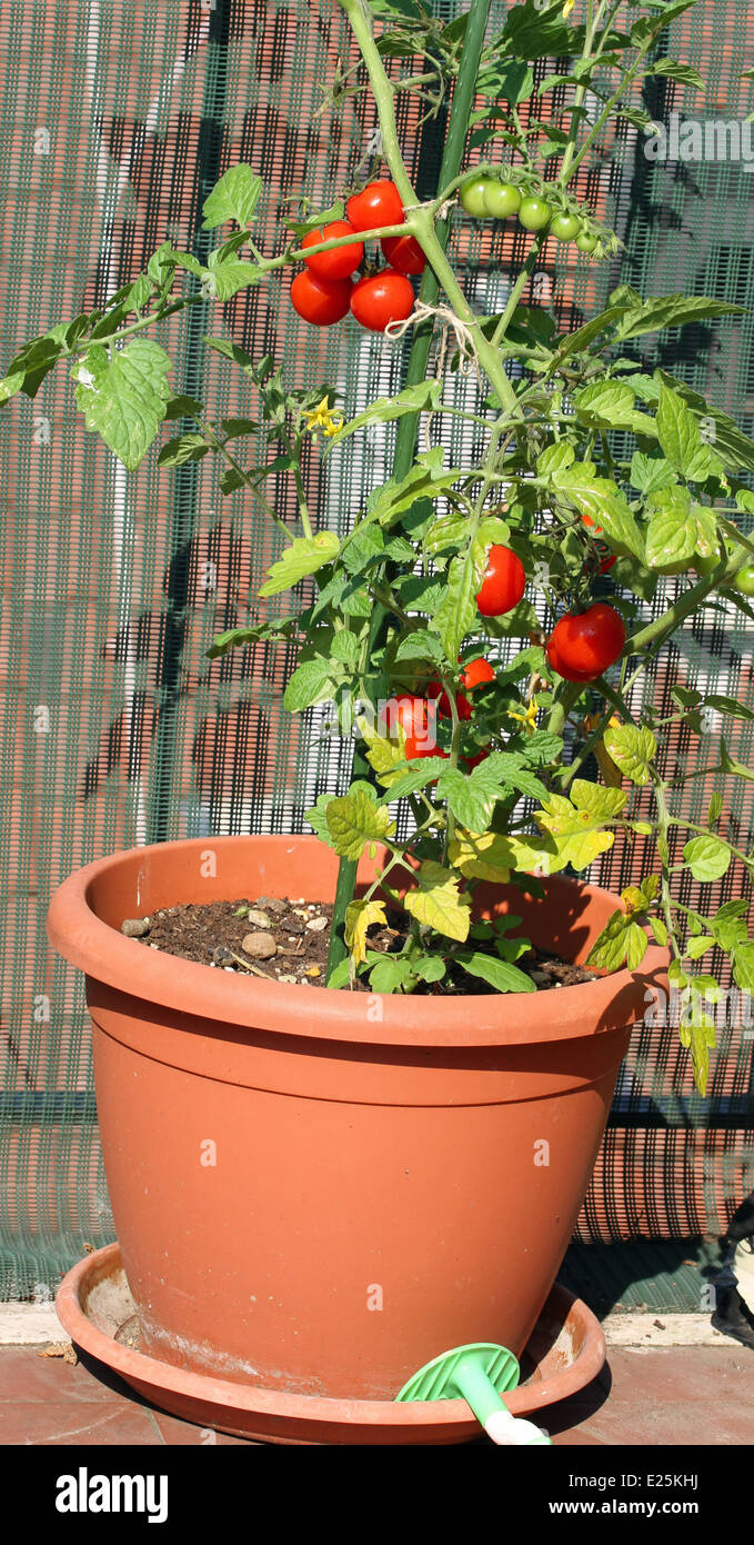 Tomato plant pot hires stock photography and images Alamy