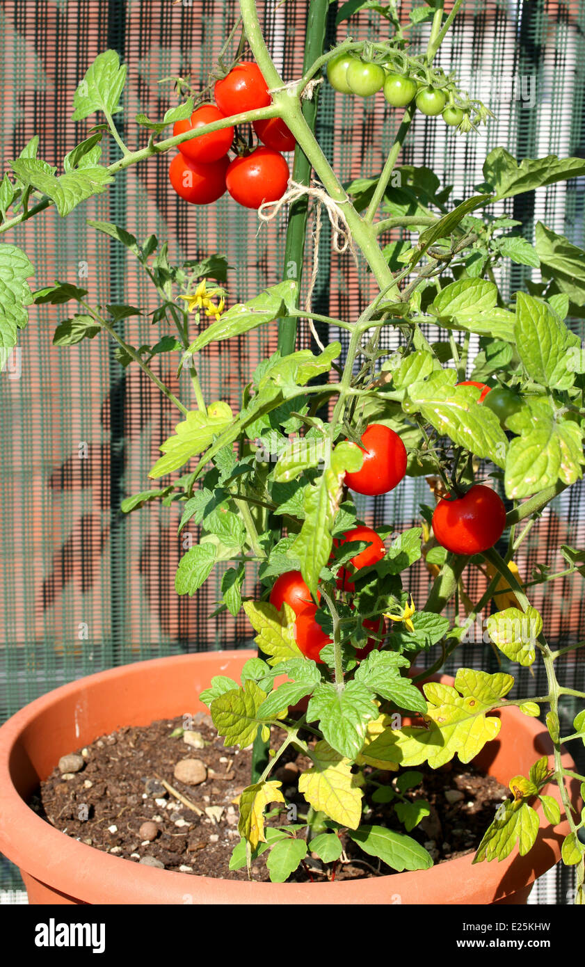 red tomato plant grown in a pot in the garden on the balcony Stock ...