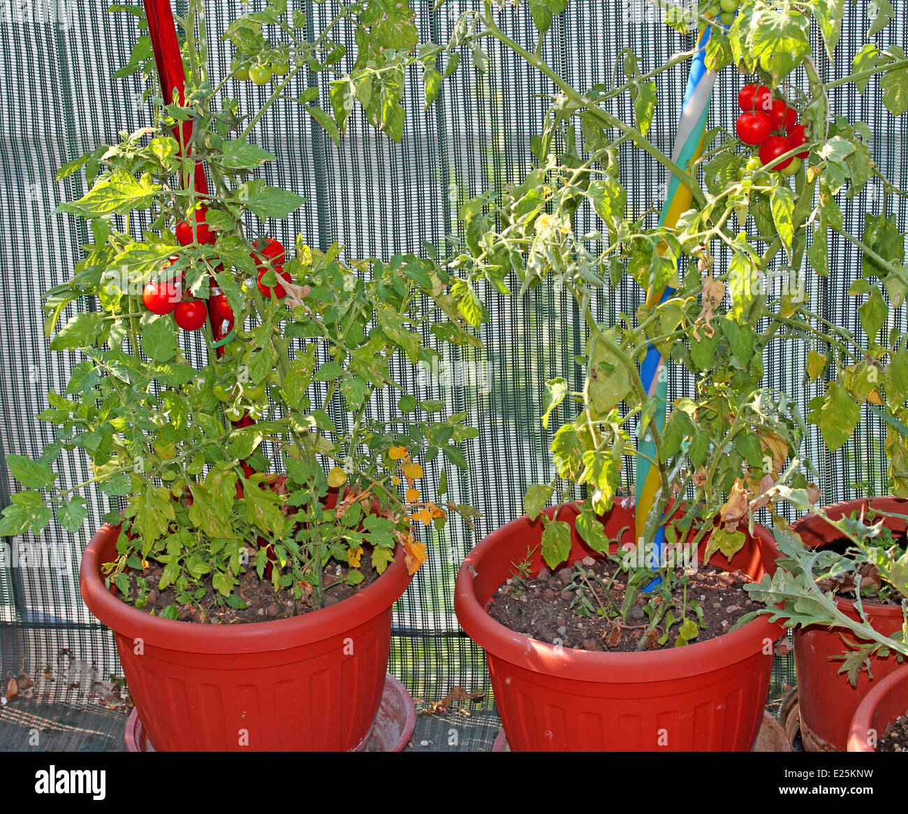 two tomato plants grown in pots on the terrace of the House in the city