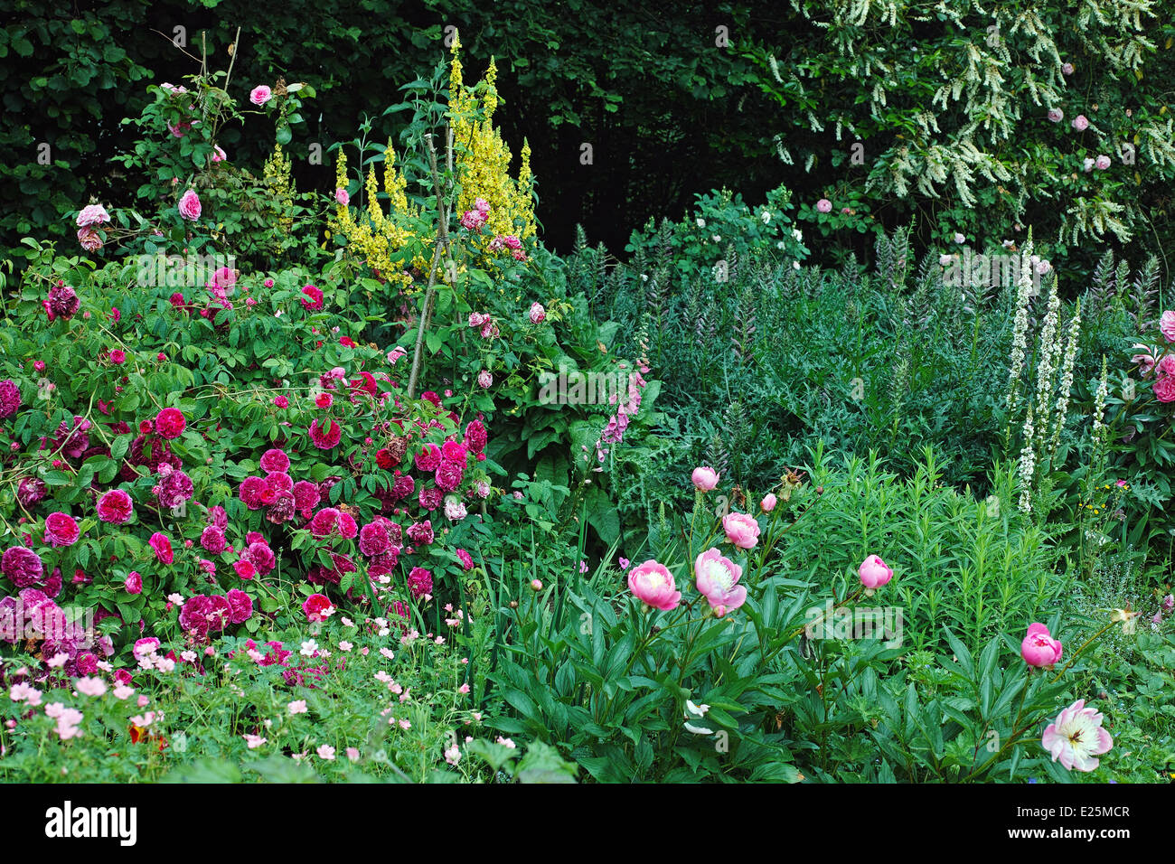 Cottage garden border hi-res stock photography and images - Alamy