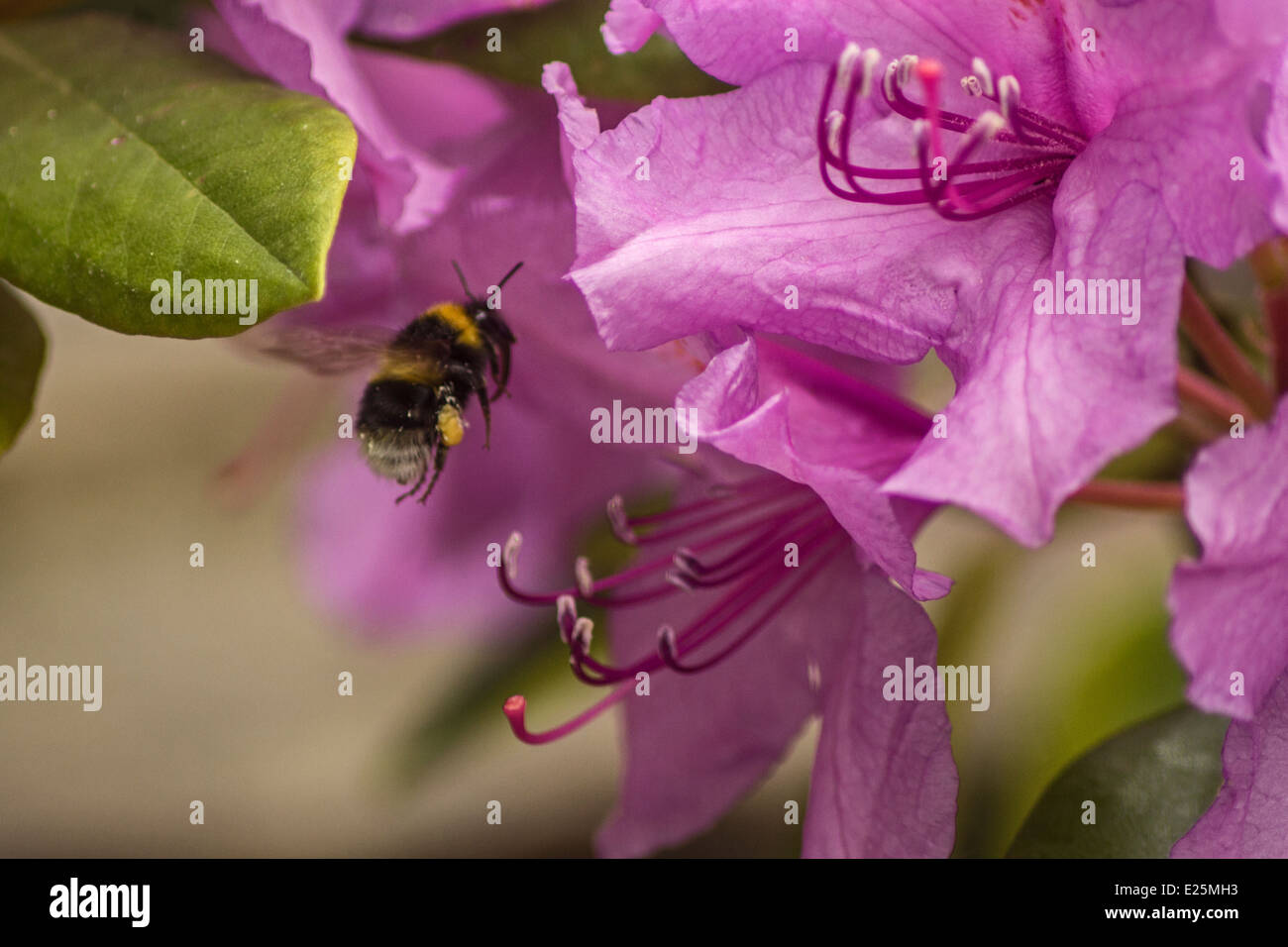 A bee about to land on a flower Stock Photo Alamy