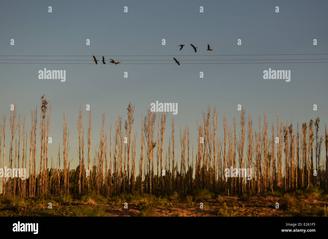 Flaying birds Stock Photo