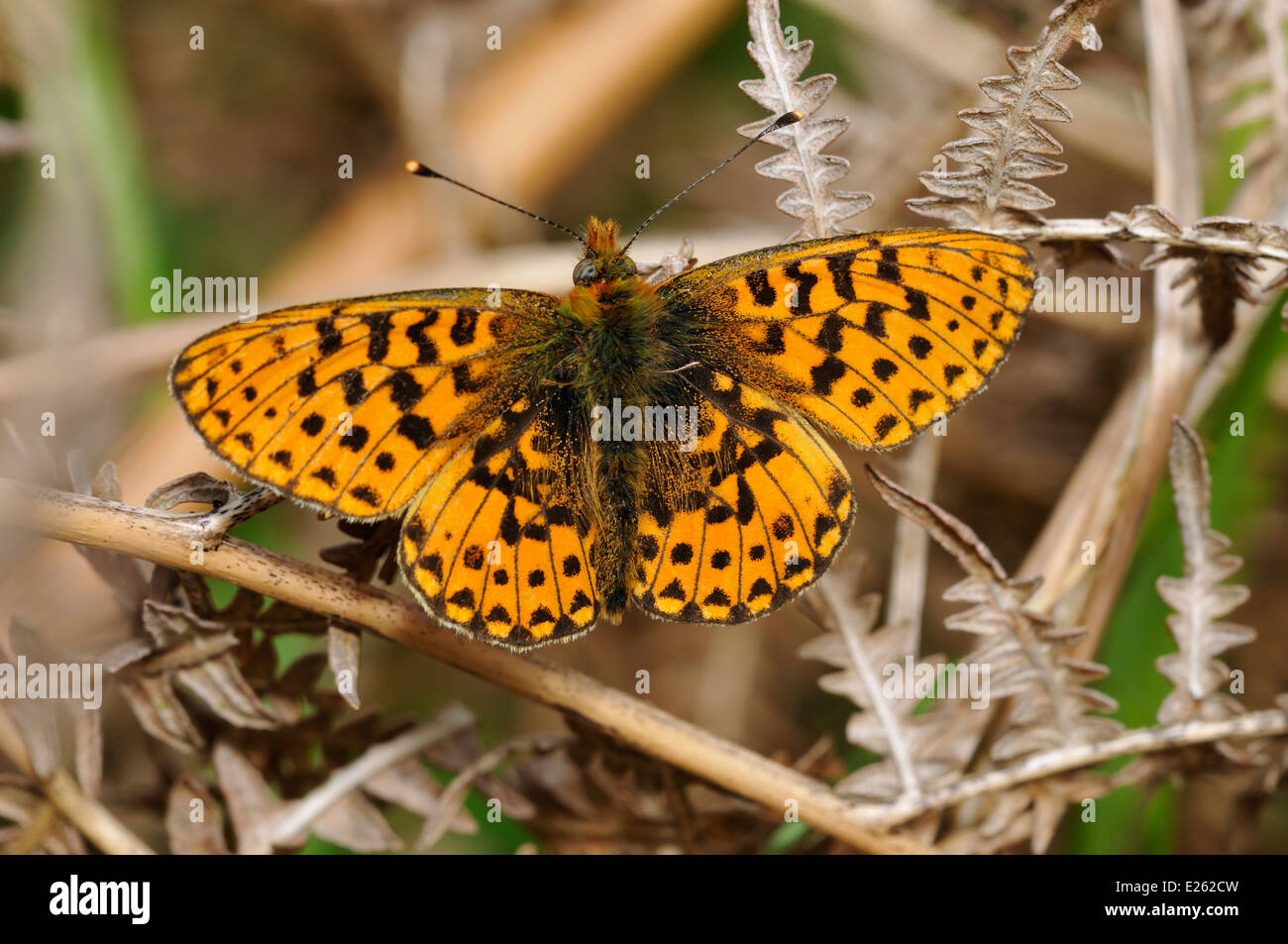 Pearl-bordered Fritillary Butterfly - Boloria euphrosyne Basking on Bracken Stock Photo