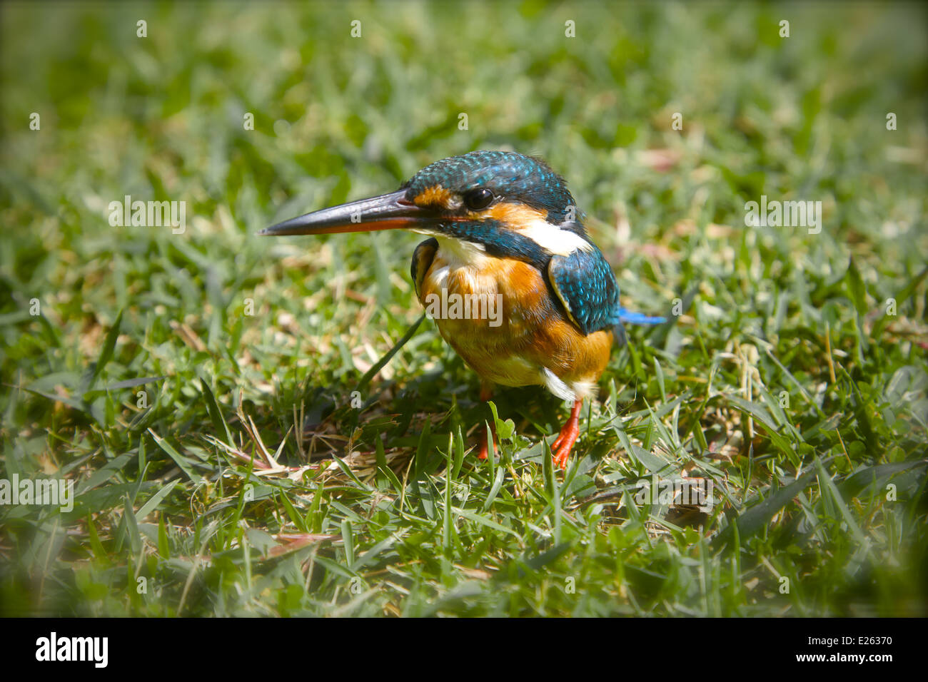 A young King Fisher, Thailand Stock Photo