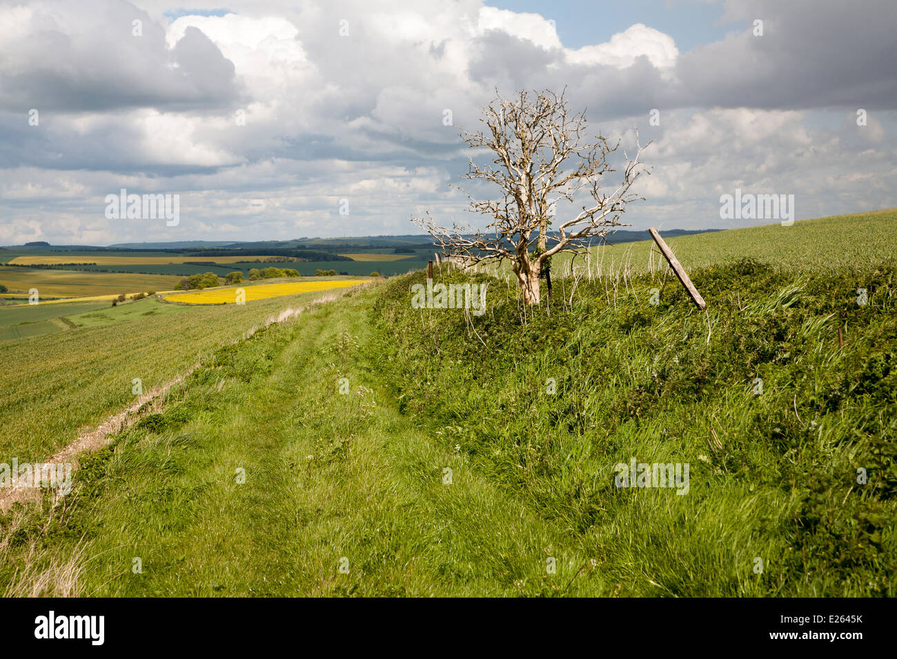Pathway over chalk downland landscape upland scenery All Cannings Down, near East Kennet, Wiltshire, England cumulus clouds Stock Photo