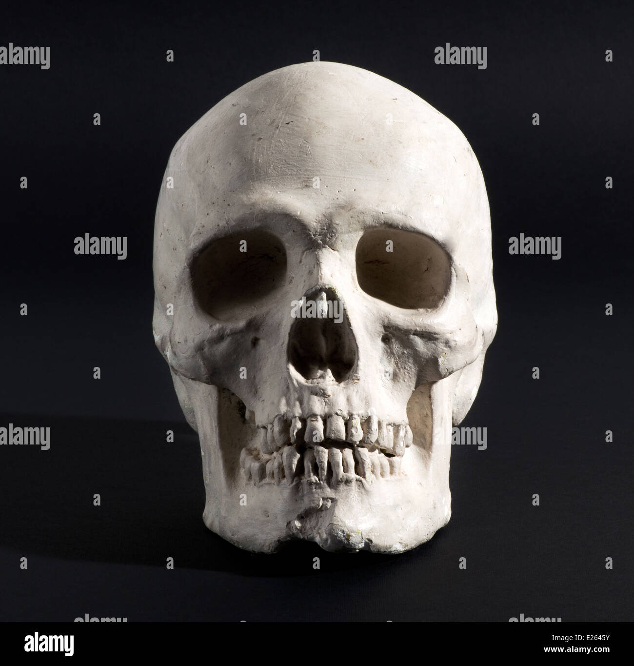 Model of a human skull Stock Photo