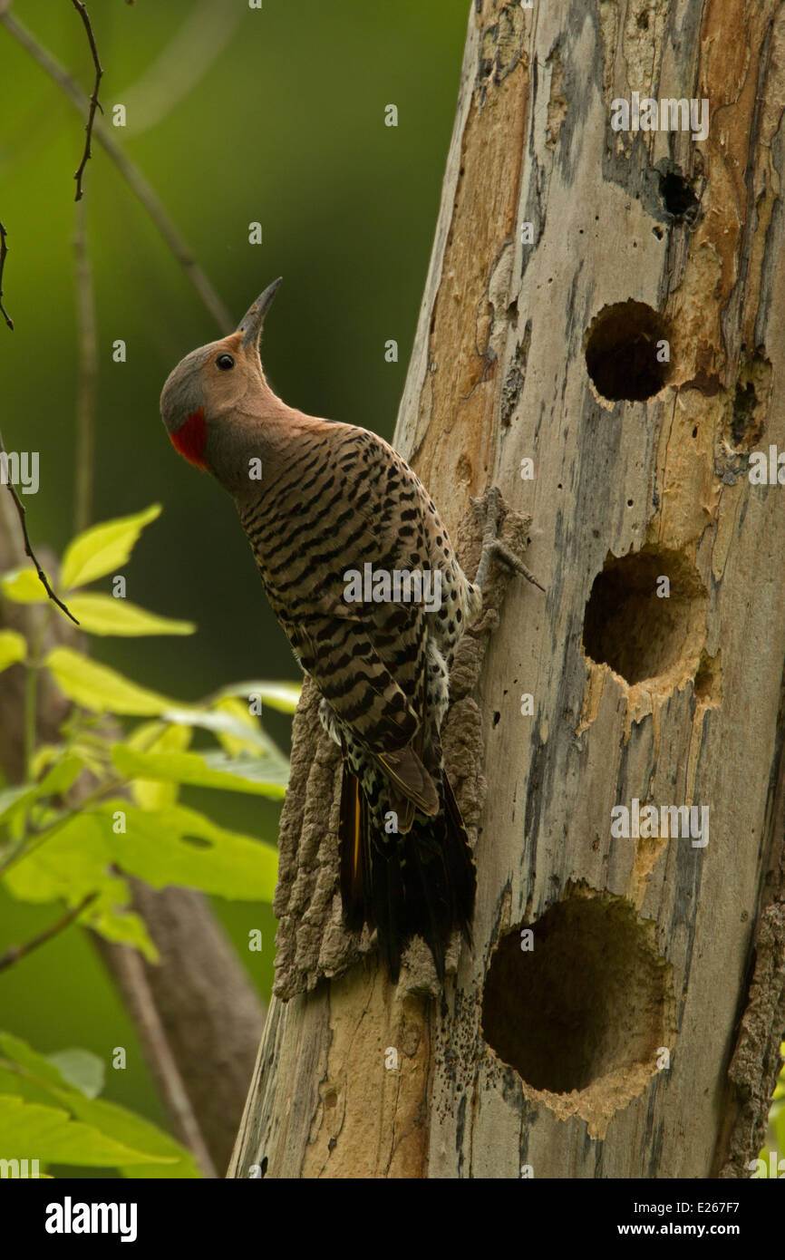 Northern Flicker (Colaptes auratus) is a medium-sized member of the woodpecker family, New York, at nest Stock Photo