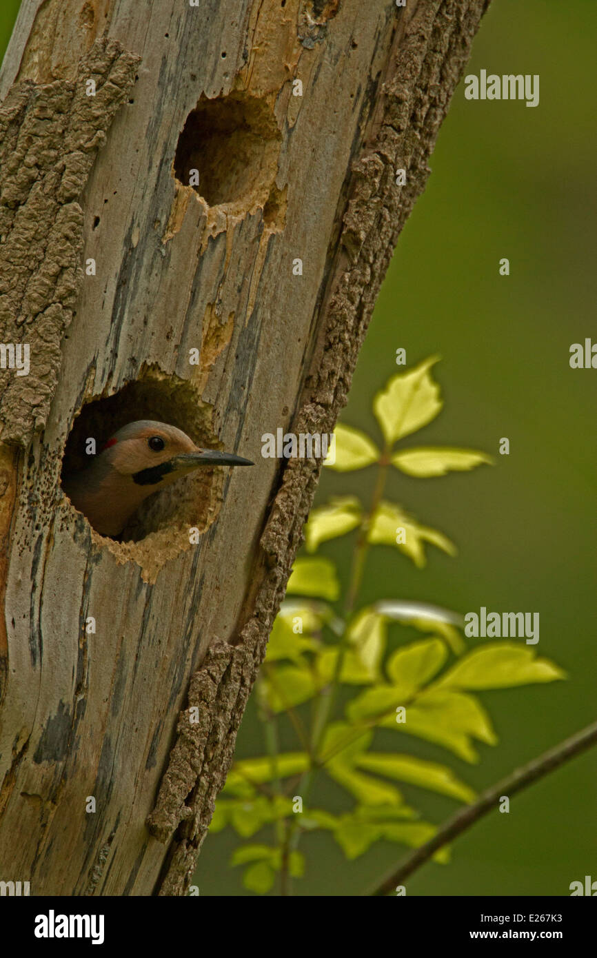 Northern Flicker (Colaptes auratus) is a medium-sized member of the woodpecker family, New York, at nest Stock Photo