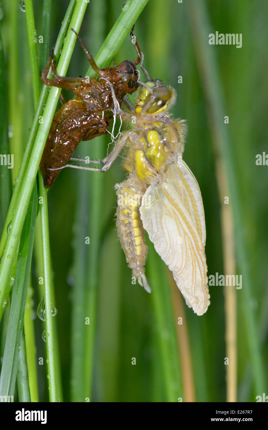 Four-spotted Chaser - Libellula quadrimaculata Stock Photo