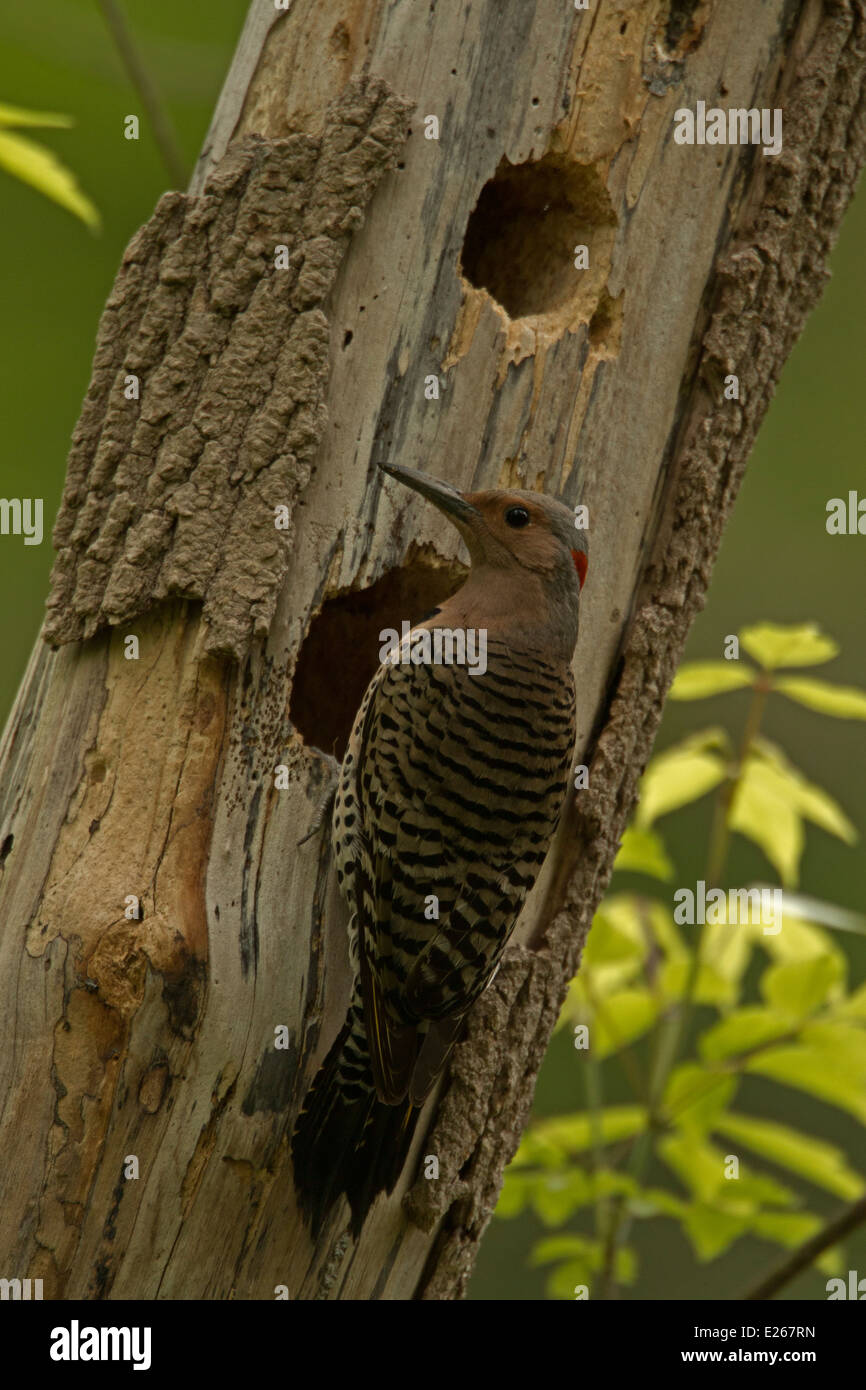 Northern Flicker (Colaptes auratus) is a medium-sized member of the woodpecker family, New York, at nest Stock Photo