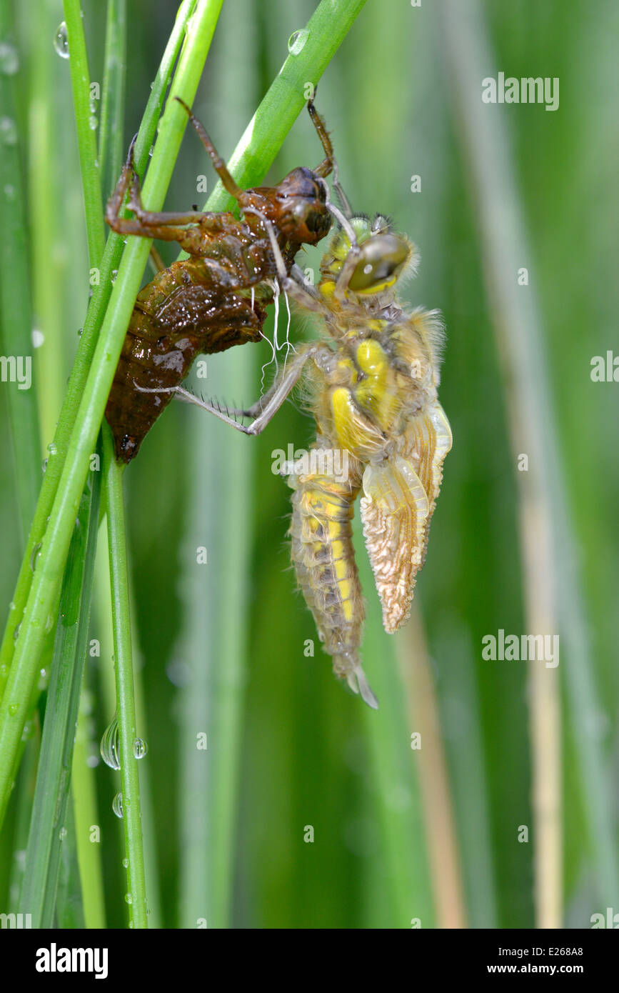 Four-spotted Chaser - Libellula quadrimaculata Stock Photo