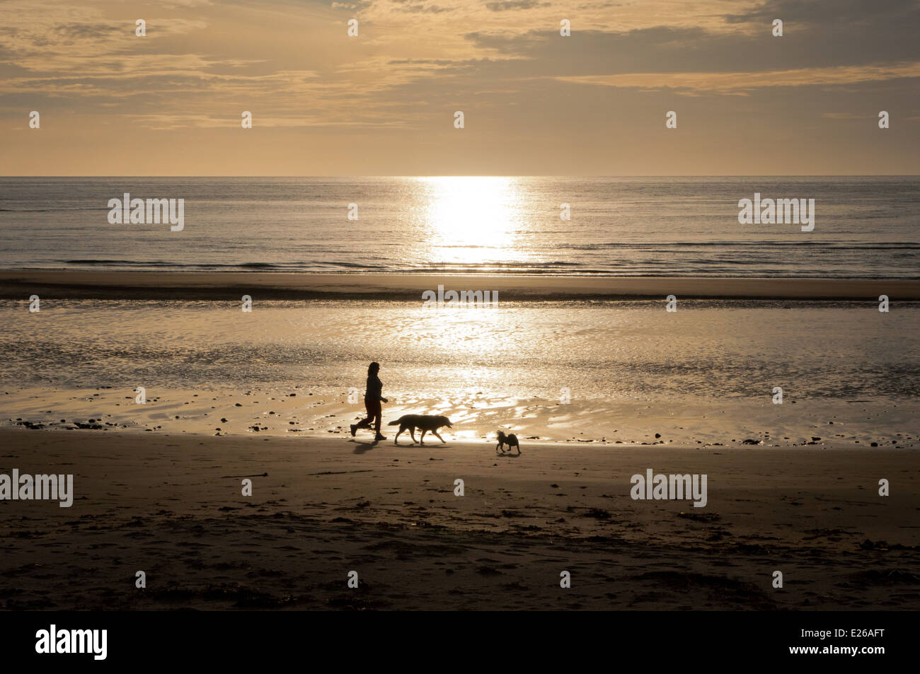 Walker with dogs in silhouette on beach on west coast of Ireland at evening Stock Photo Alamy