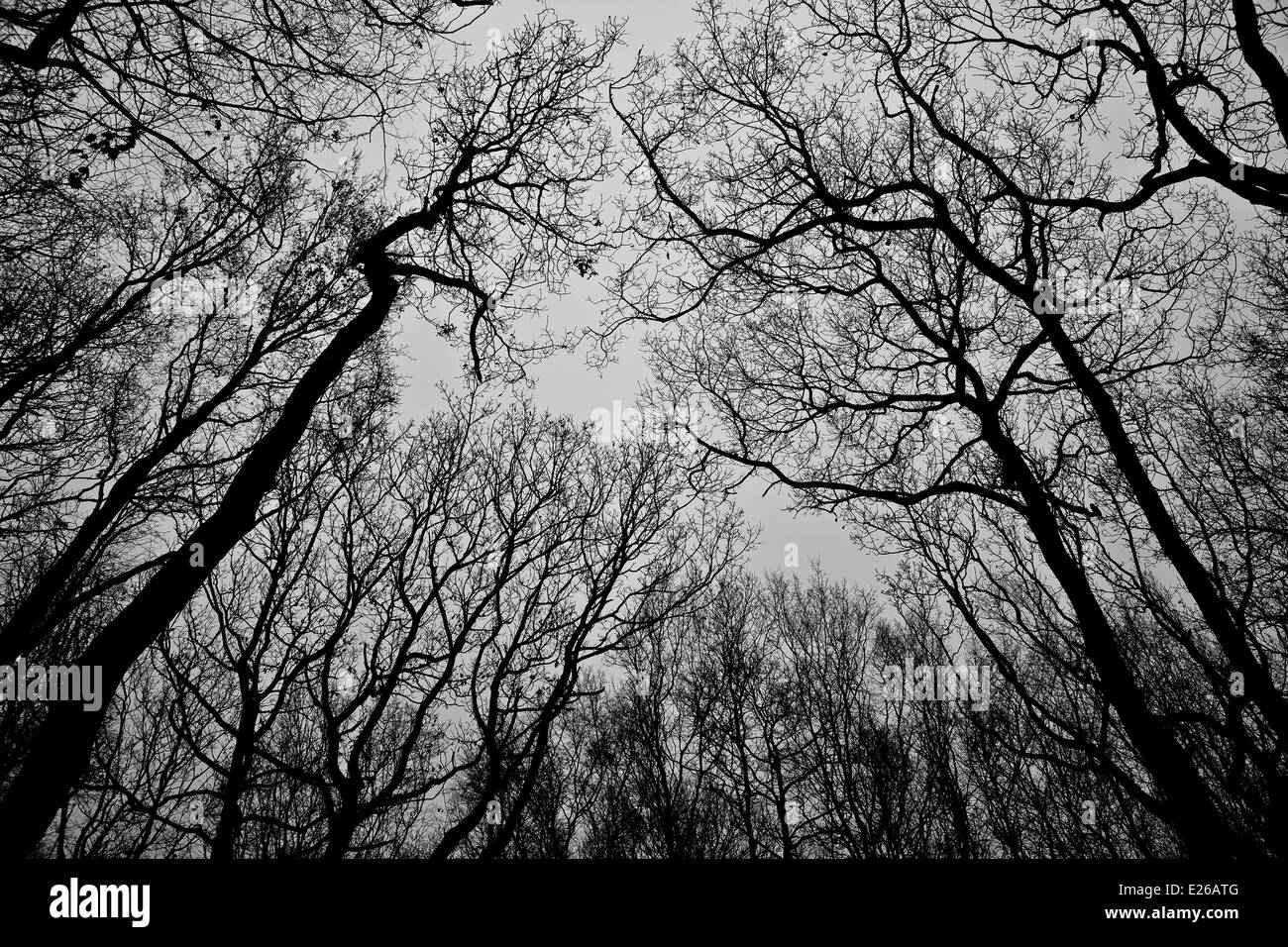 Spooky Woodland Treetops Stock Photo