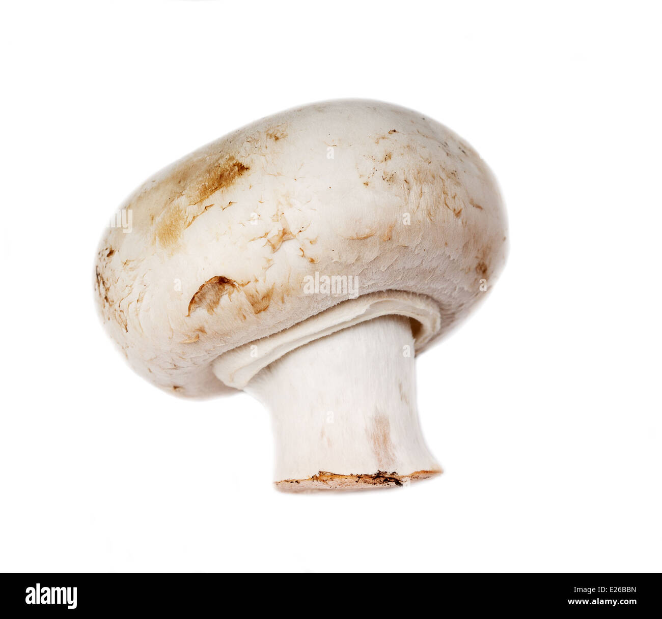 white mushroom Stock Photo