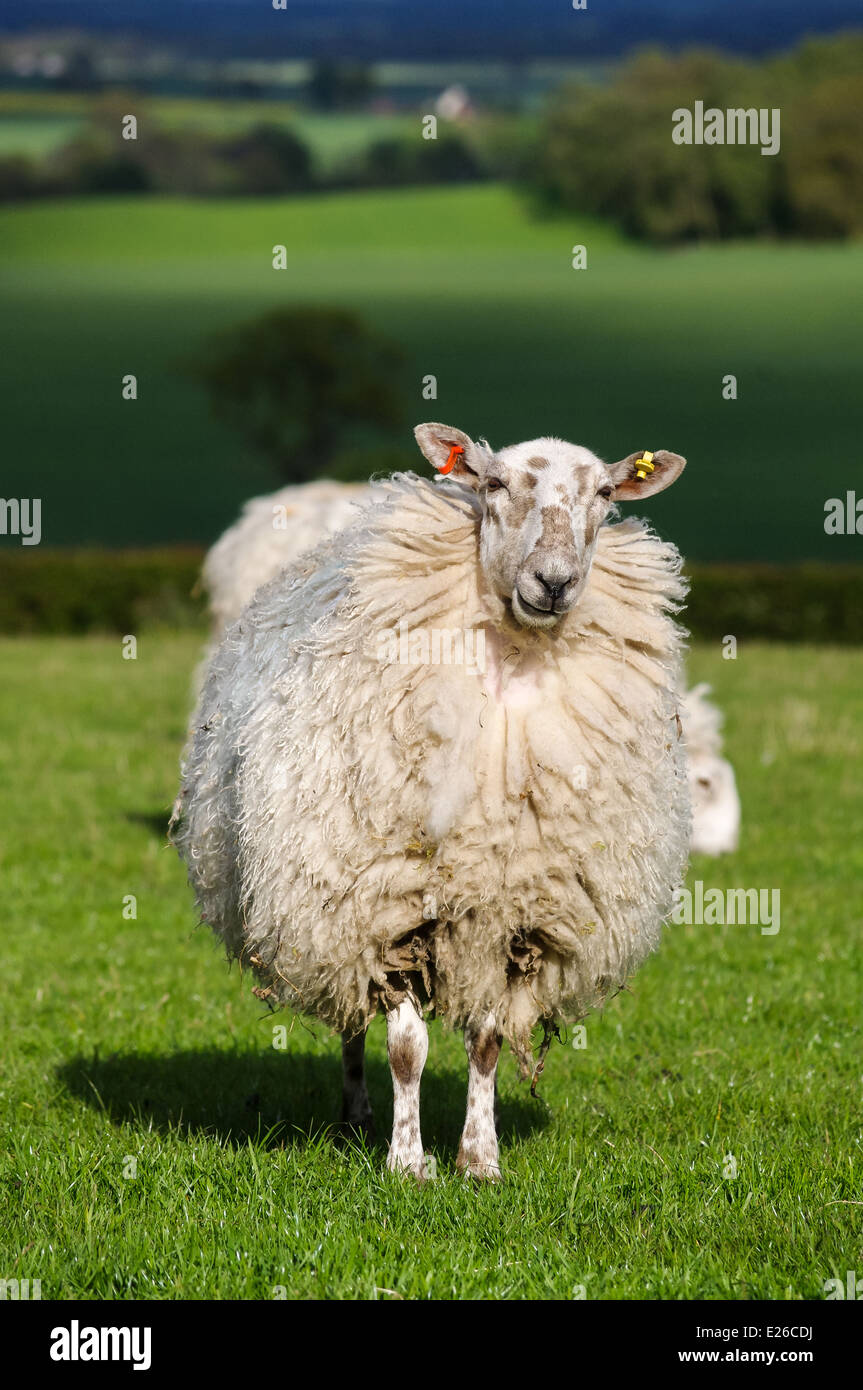 Sheep smiling on a green field in England on a sunny day. A grazing sheep, trees and sun patches in the background. Stock Photo