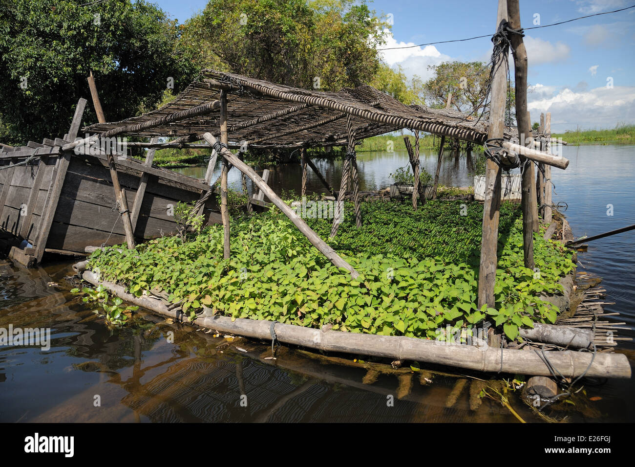 Floating garden on the Tonle Sap Lake Stock Photo