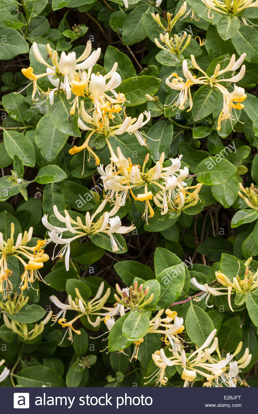 Honeysuckle High Resolution Stock Photography and Images Alamy