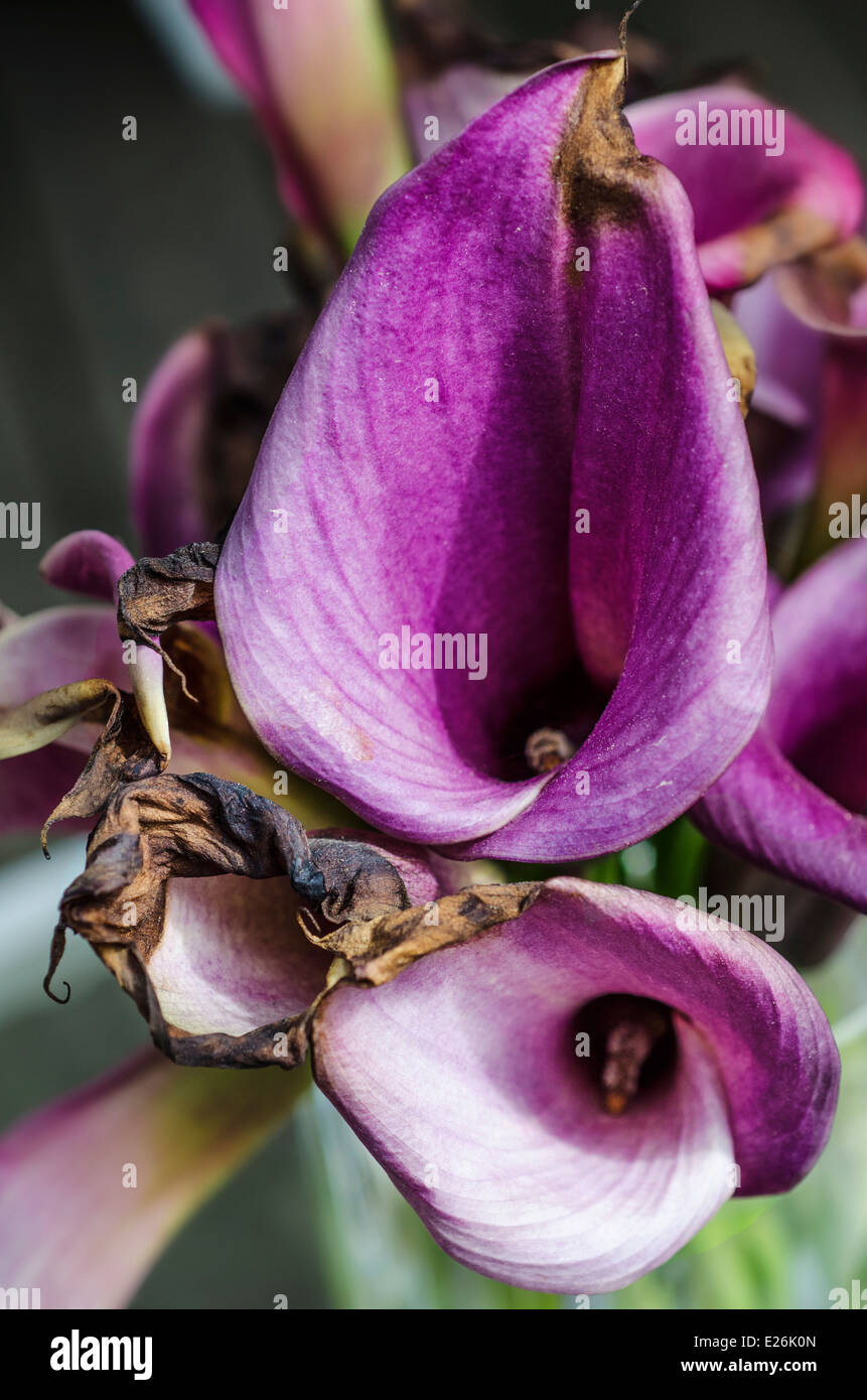 A close up of a purple lily that is dying Stock Photo Alamy