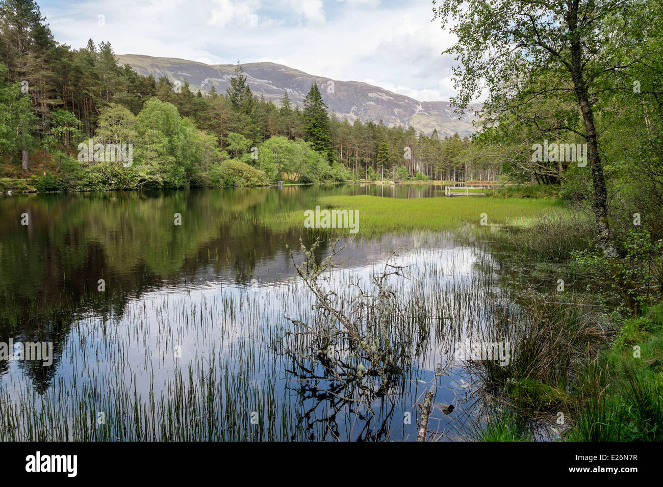 Glencoe Lochan freshwater loch in Forestry Commission woodland in summer. Glencoe, Lochaber, Highland, Scotland, UK, Britain Stock Photo