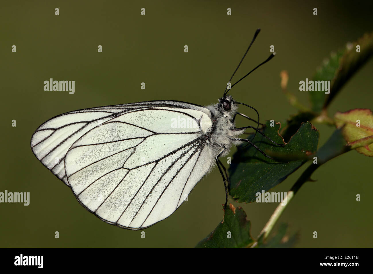 Black - veined White butterfly, Aporia crataegi Stock Photo