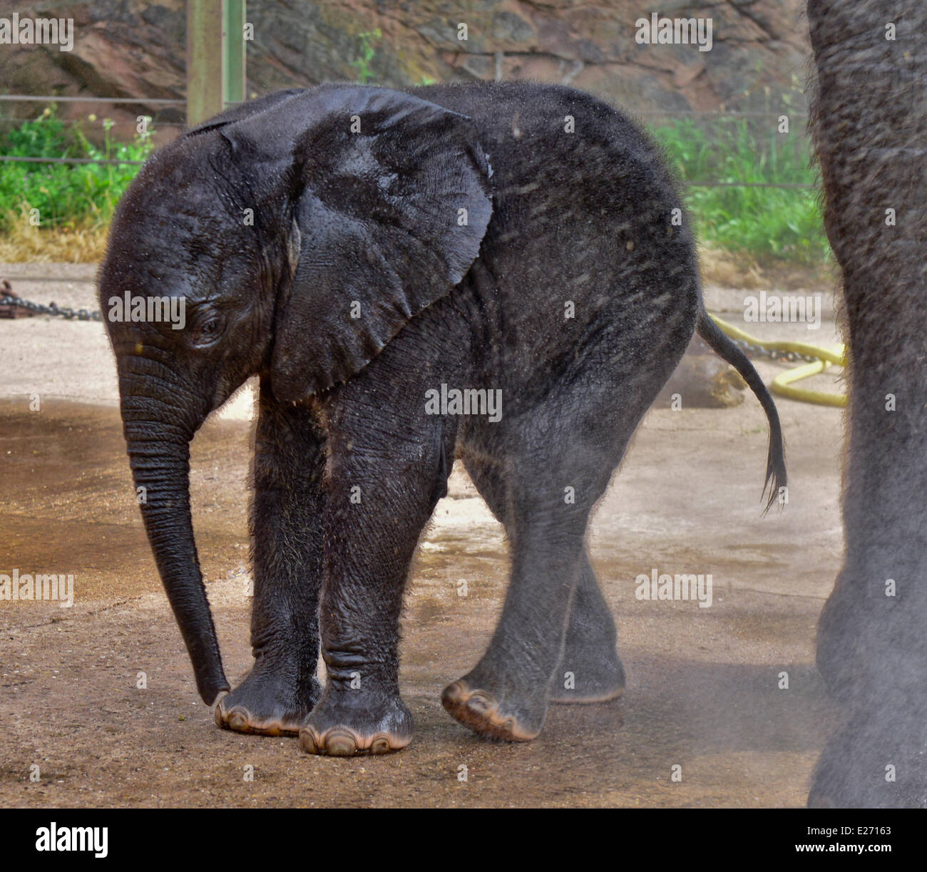 Bewdley, UK. 16th June, 2014. 'Sutton', the new baby elephant at West Midlands Safari Park, and her mother get a soaking. Sutton was named after Stephen Sutton, the teenage cancer sufferer who died earlier this year. Stephen visited the elephant's mother 'Five' earlier this year. The meeting was one of the events on his bucket list. The zoo had given the public the vote to decide the name of the five week old baby elephant - both 'Stephen' and 'Sutton' were equally popular. The Zoo decided on Sutton.  Credit:  jules annan/Alamy Live News Stock Photo