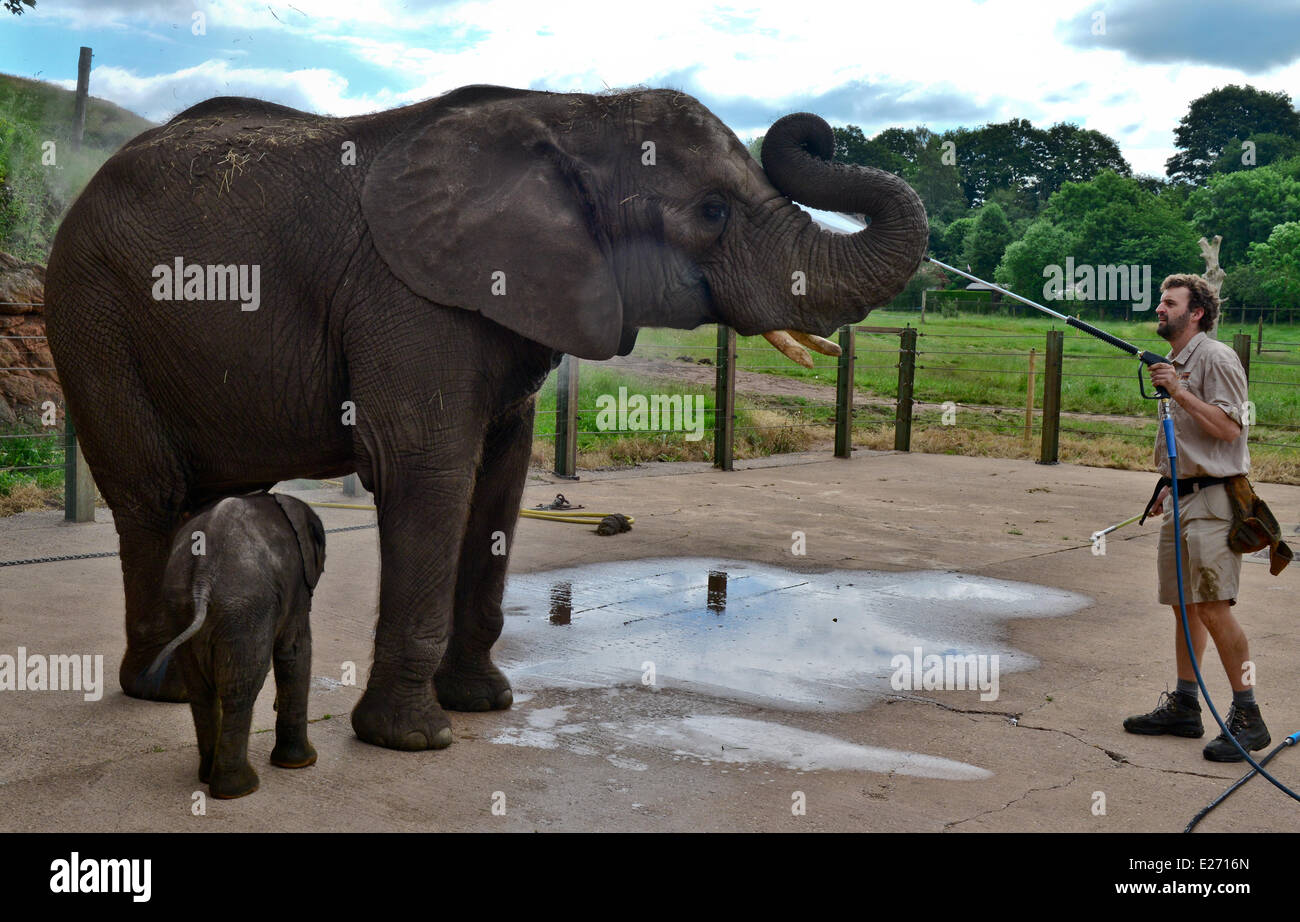 Bewdley, UK. 16th June, 2014. 'Sutton', the new baby elephant at West Midlands Safari Park, and her mother get a soaking. Sutton was named after Stephen Sutton, the teenage cancer sufferer who died earlier this year. Stephen visited the elephant's mother 'Five' earlier this year. The meeting was one of the events on his bucket list. The zoo had given the public the vote to decide the name of the five week old baby elephant - both 'Stephen' and 'Sutton' were equally popular. The Zoo decided on Sutton.  Credit:  jules annan/Alamy Live News Stock Photo