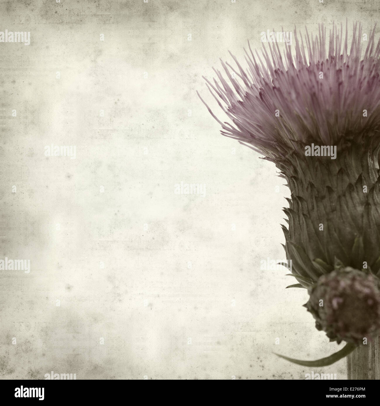 textured old paper background with thistle Stock Photo