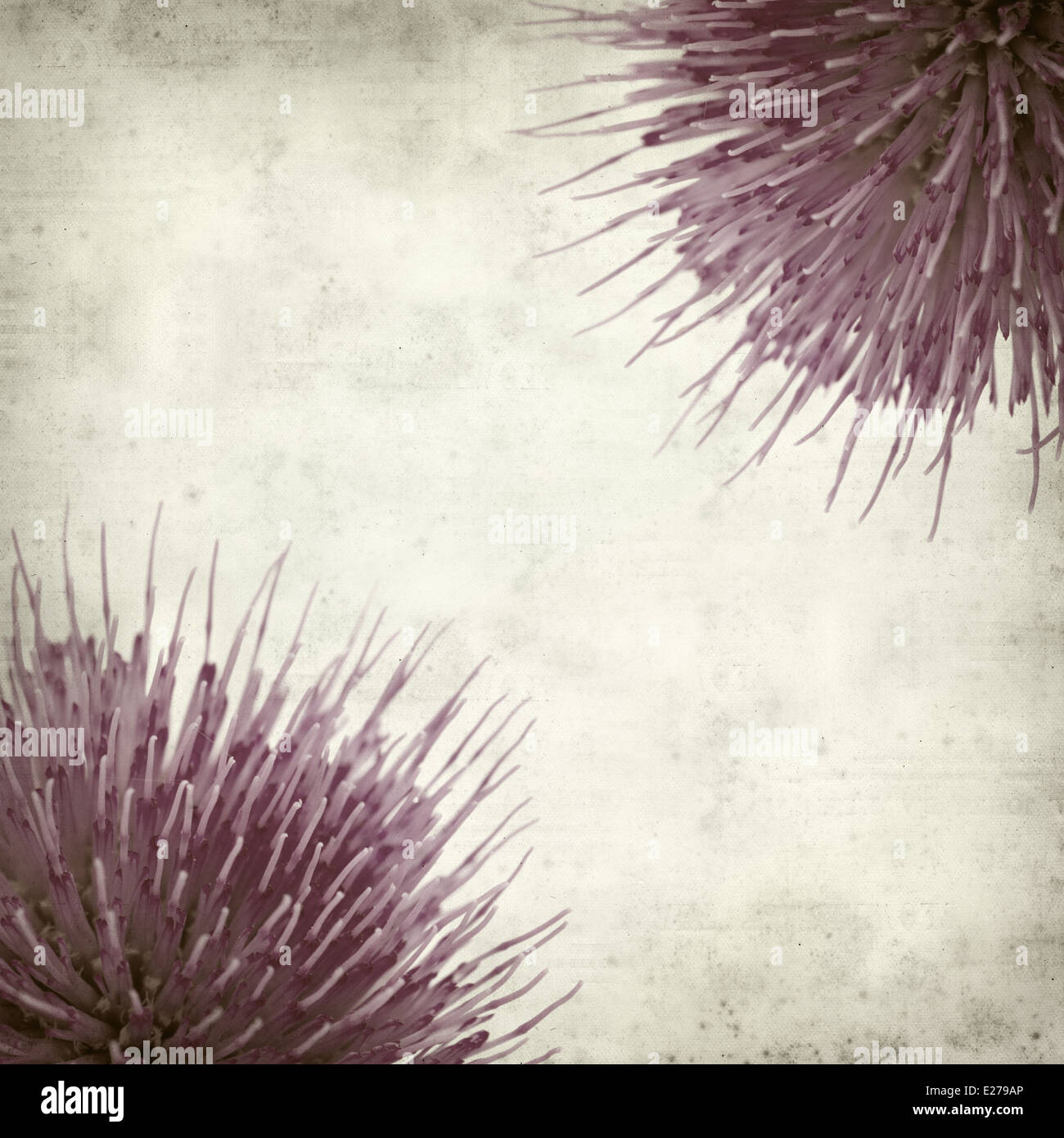 textured old paper background with thistle Stock Photo