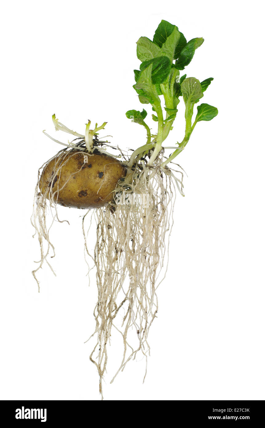 germinating potato with roots on white background Stock Photo Alamy