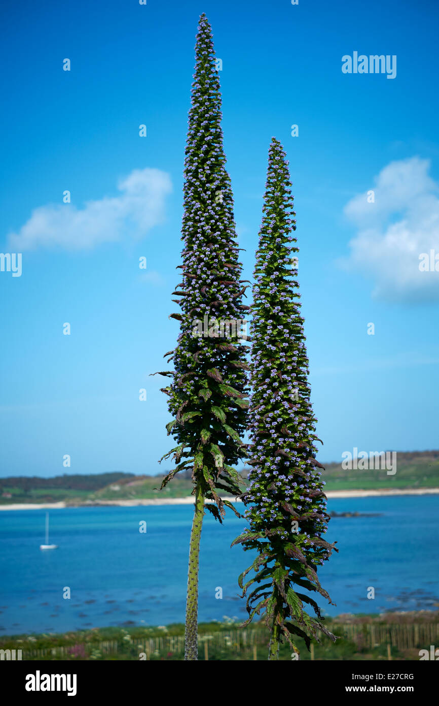 Purple flowers, Bryher, Isles of Scilly 2014 Stock Photo Alamy