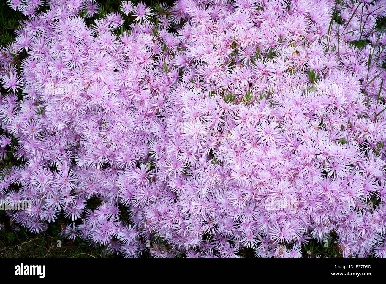 Purple flowers, Bryher, Isles of Scilly 2014 Stock Photo Alamy