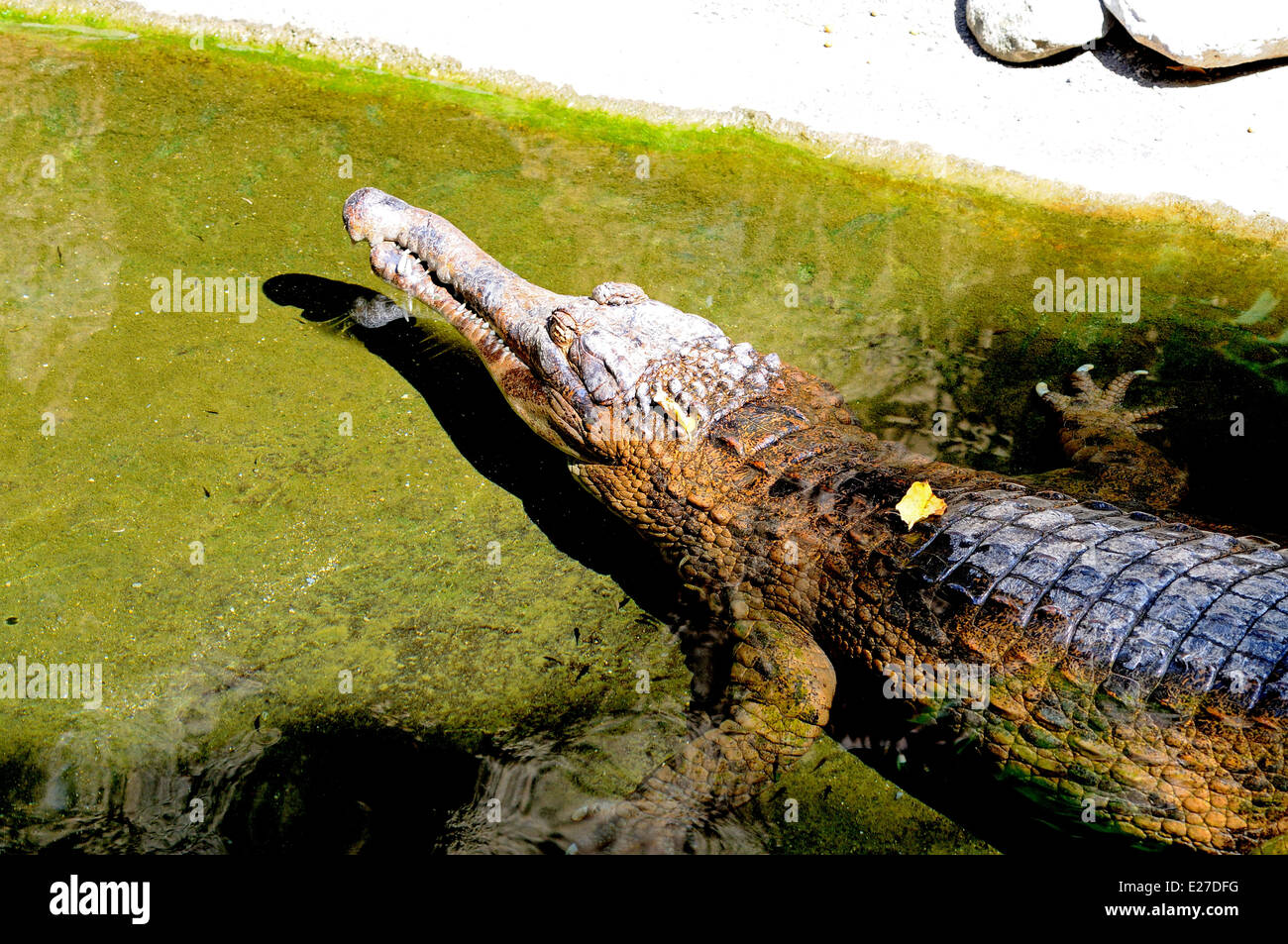 Gavial Crocodile (Gavialis gangeticus) at the waters edge. Stock Photo