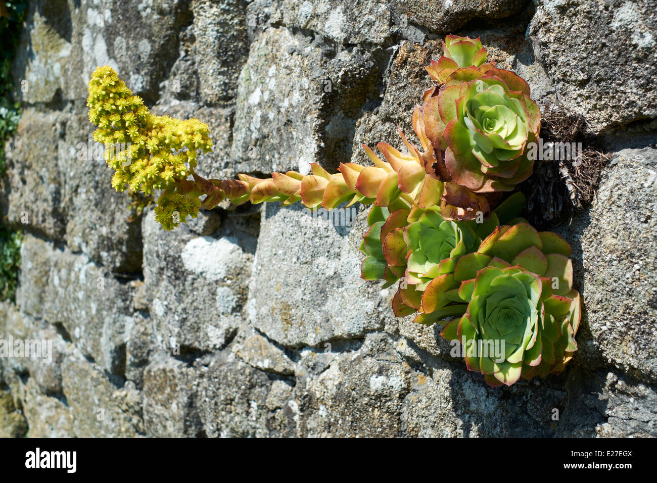 Flowers growing out wall hi-res stock photography and images - Alamy