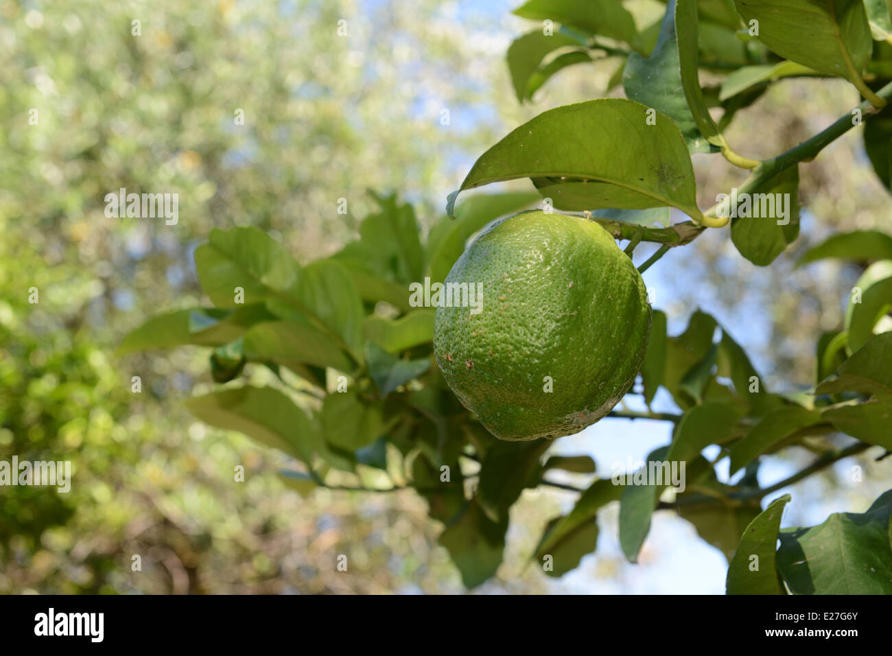 Lemon lemons growing tree trees Italy Stock Photo