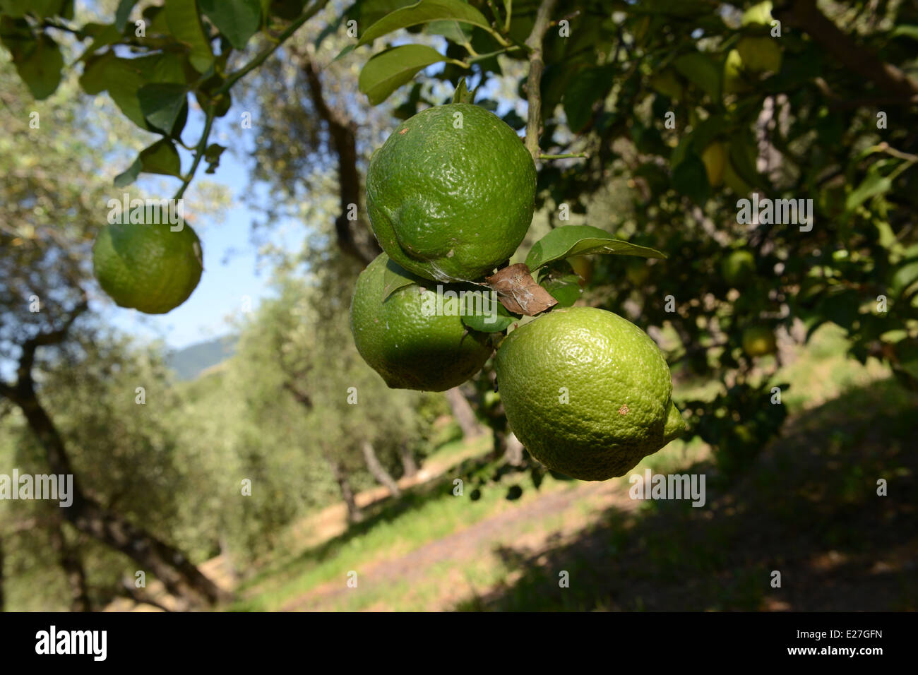 Lemon lemons growing tree trees Italy Stock Photo