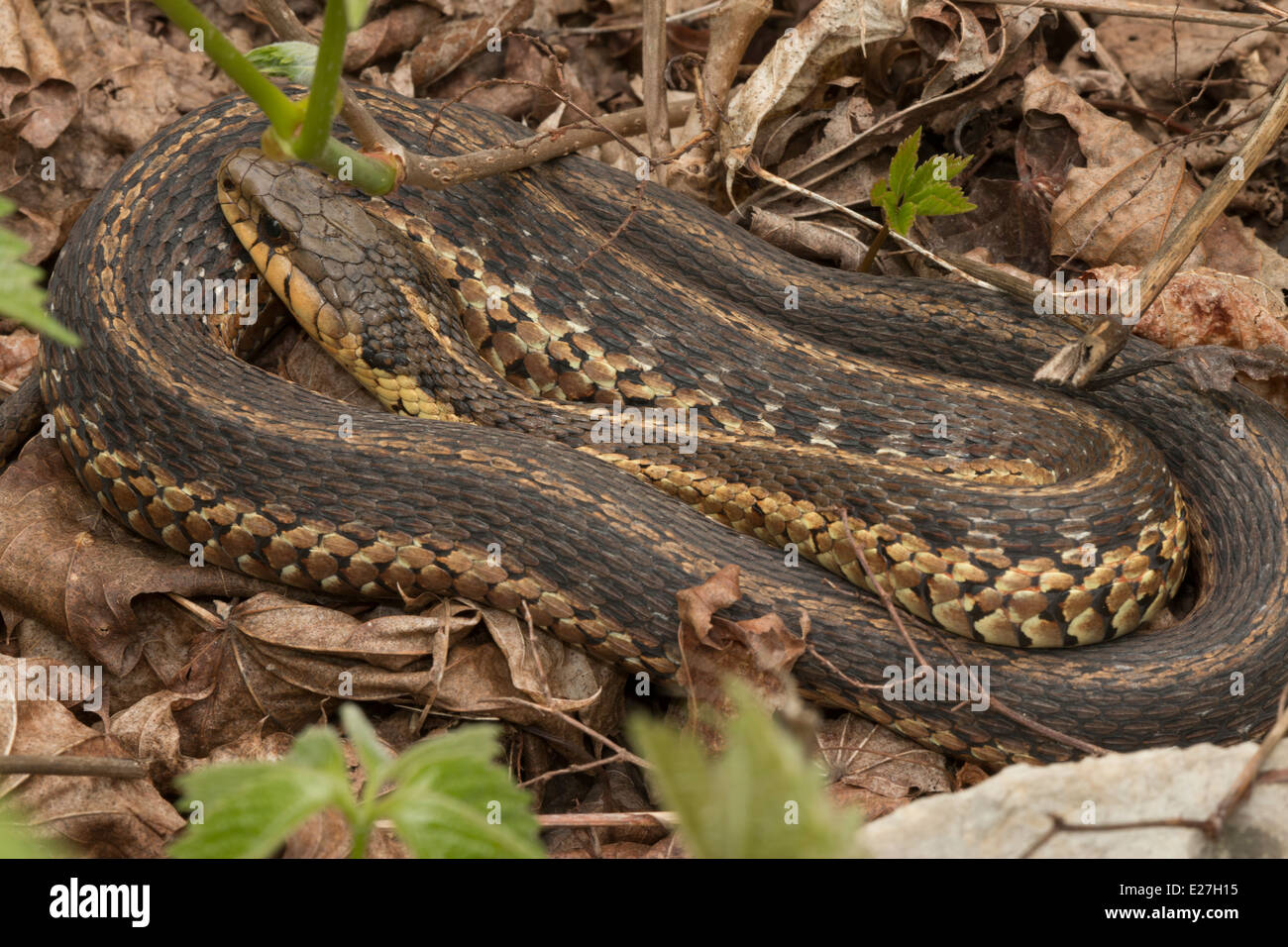 Common garter snake, Thamnophis sirtalis, Pennsylvania Stock Photo