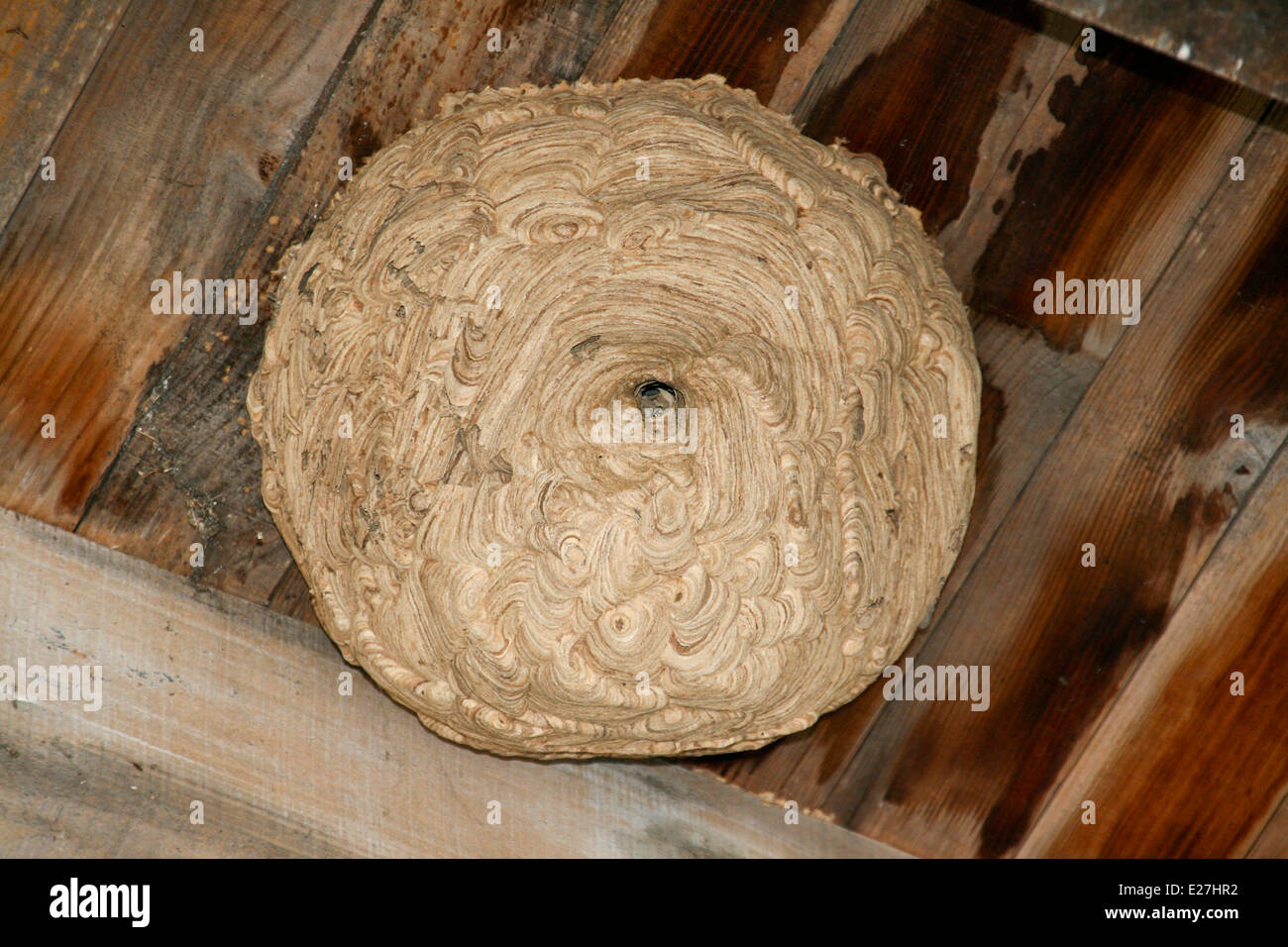 Wasp's nest hanging under roof timbers Stock Photo Alamy