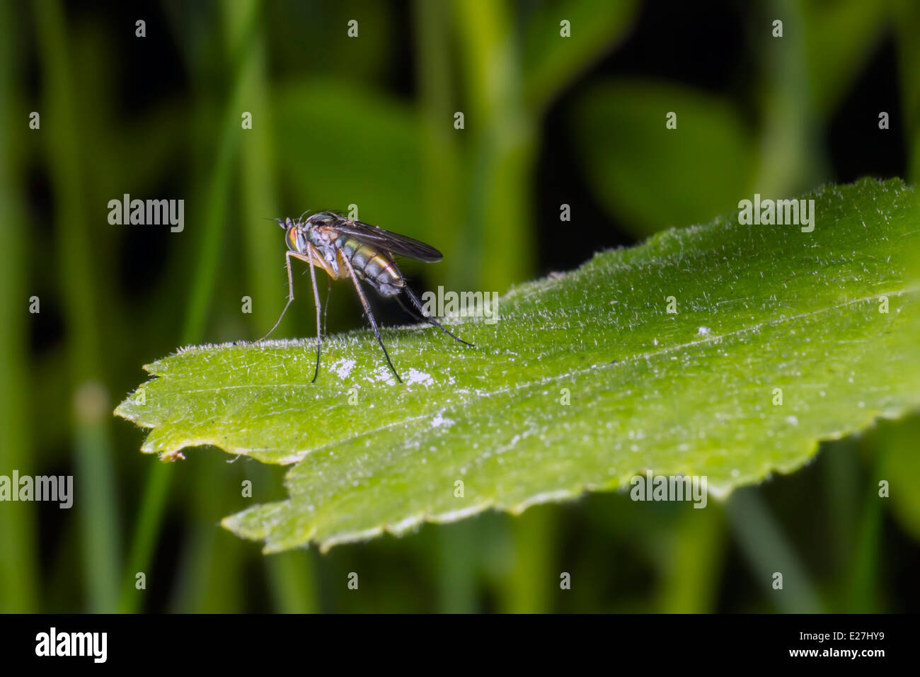 Portrait of a forest fly Stock Photo