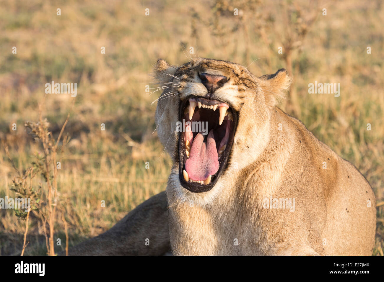 Lioness with open mouth yawning, showing formidable teeth and large ...