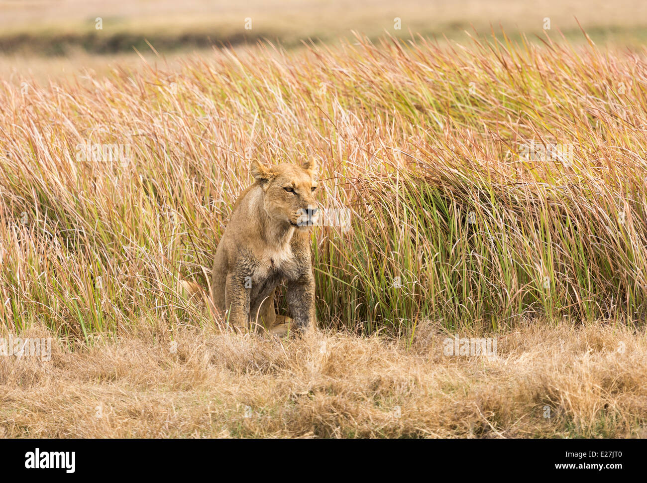 Lioness crouched in dense savannah grass in the Okavango Delta, watchful in preparation for the morning's hunt Stock Photo